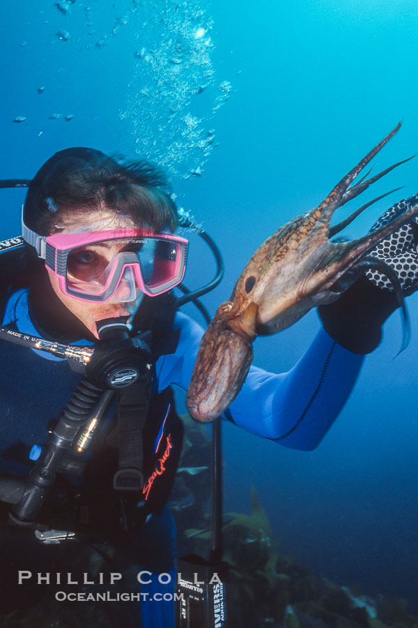 Diver and Octopus, Farnsworth Banks., natural history stock photograph, photo id 36270