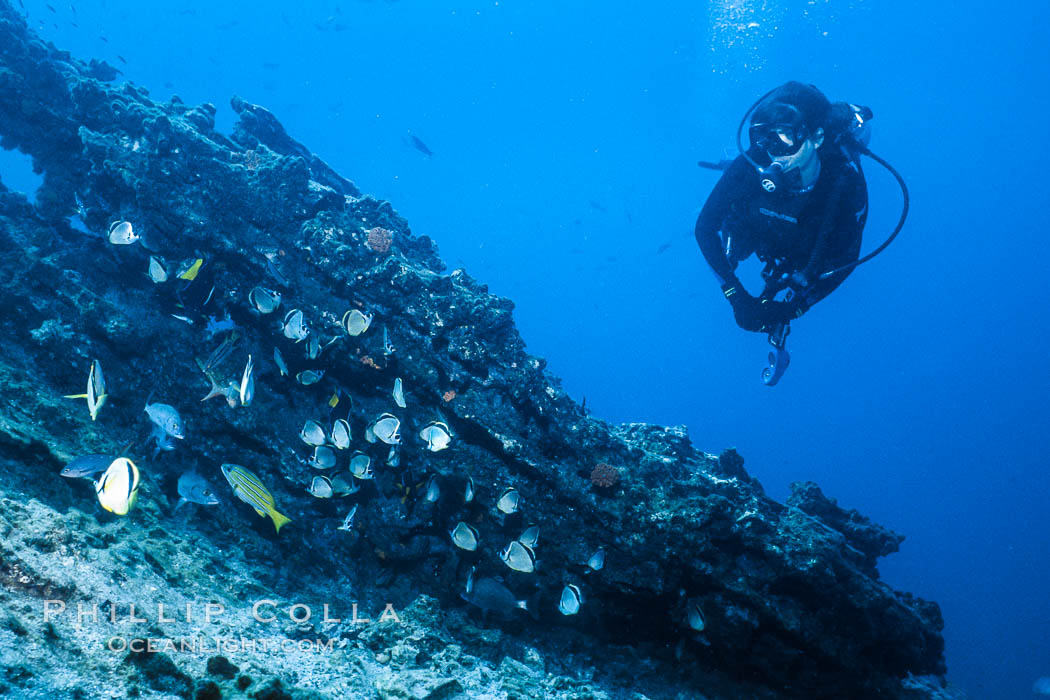 Diver and Schooling Fish, Galapagos Islands. Ecuador, natural history stock photograph, photo id 36280