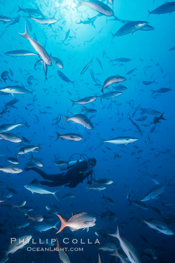 Diver and Schooling Fish, Galapagos Islands. Ecuador, natural history stock photograph, photo id 36283