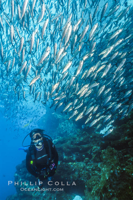 Diver and Schooling Fish, Galapagos Islands. Ecuador, natural history stock photograph, photo id 36273