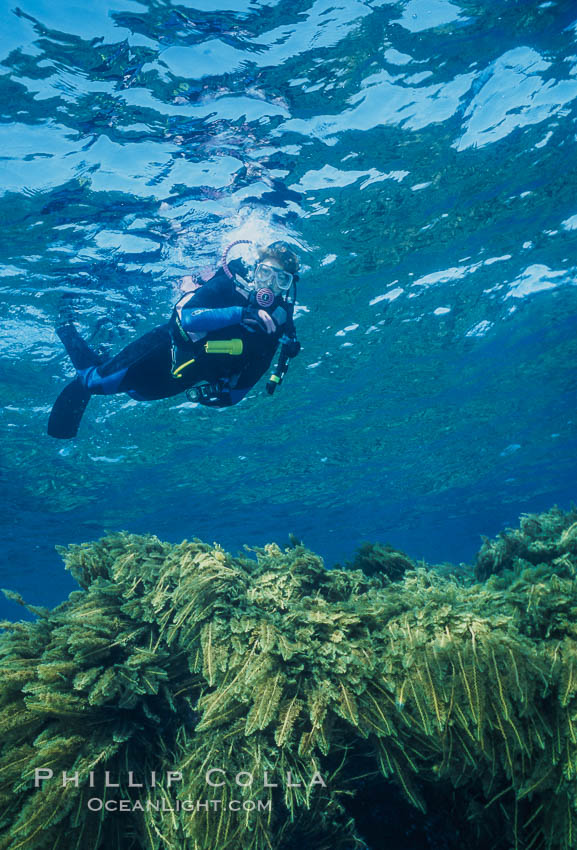 Diver and Southern Sea Palms, Guadalupe Island, Mexico. Guadalupe Island (Isla Guadalupe), Baja California, natural history stock photograph, photo id 36170