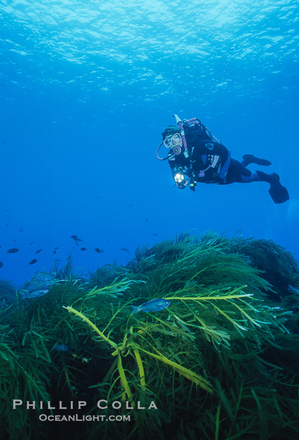 Diver and Southern Sea Palms, Guadalupe Island, Mexico., natural history stock photograph, photo id 36175