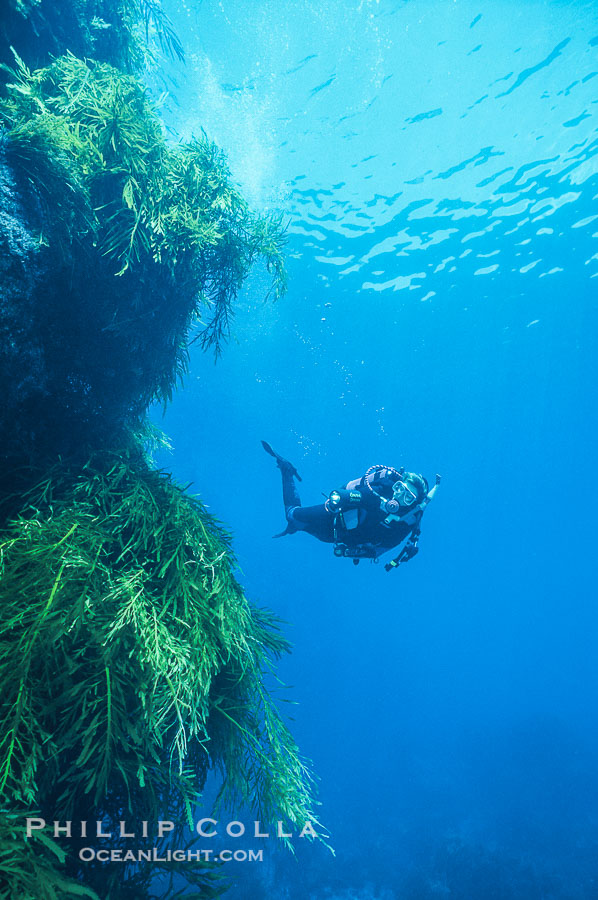 Diver and Southern Sea Palms, Guadalupe Island, Mexico., natural history stock photograph, photo id 36179