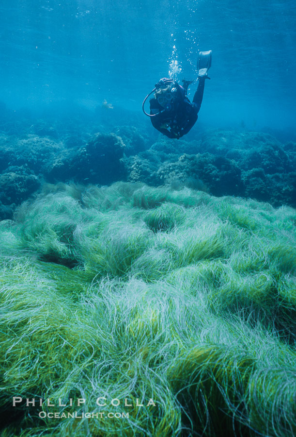 Diver and Southern Sea Palms, Guadalupe Island, Mexico., natural history stock photograph, photo id 36169