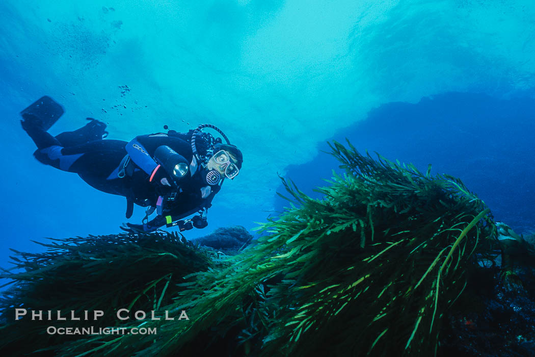 Diver and Southern Sea Palms, Guadalupe Island, Mexico., natural history stock photograph, photo id 36173