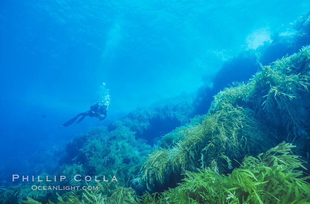 Diver, Church Rock. Guadalupe Island (Isla Guadalupe), Baja California, Mexico, natural history stock photograph, photo id 06186