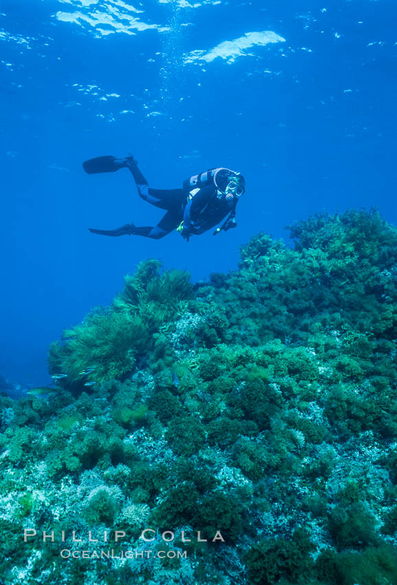Diver, rocky reef covered with lowlying kelps. Guadalupe Island (Isla Guadalupe), Baja California, Mexico, natural history stock photograph, photo id 03737