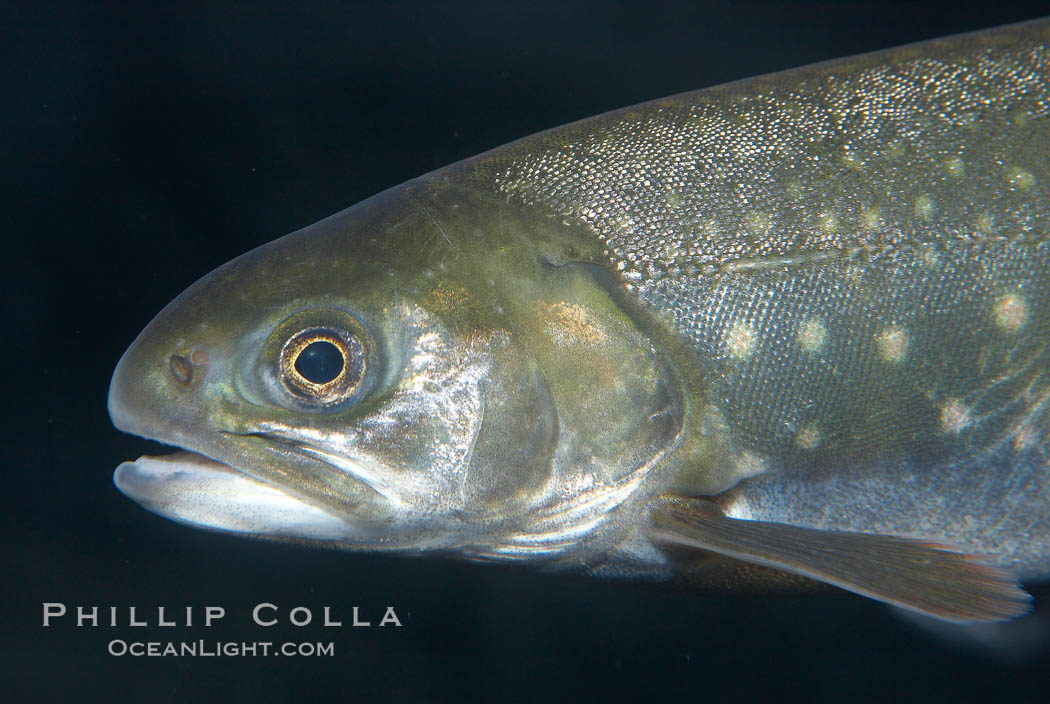 Dolly varden., Salvelinus malma, natural history stock photograph, photo id 19010