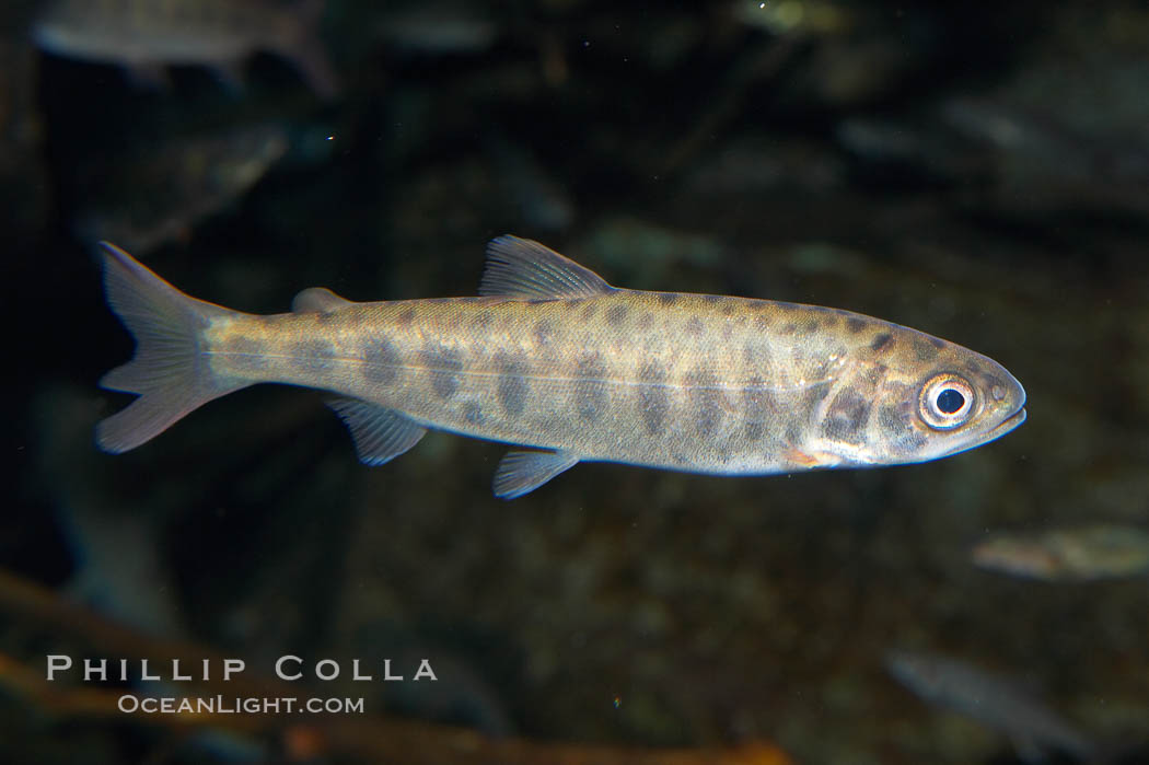Dolly varden., Salvelinus malma, natural history stock photograph, photo id 16952