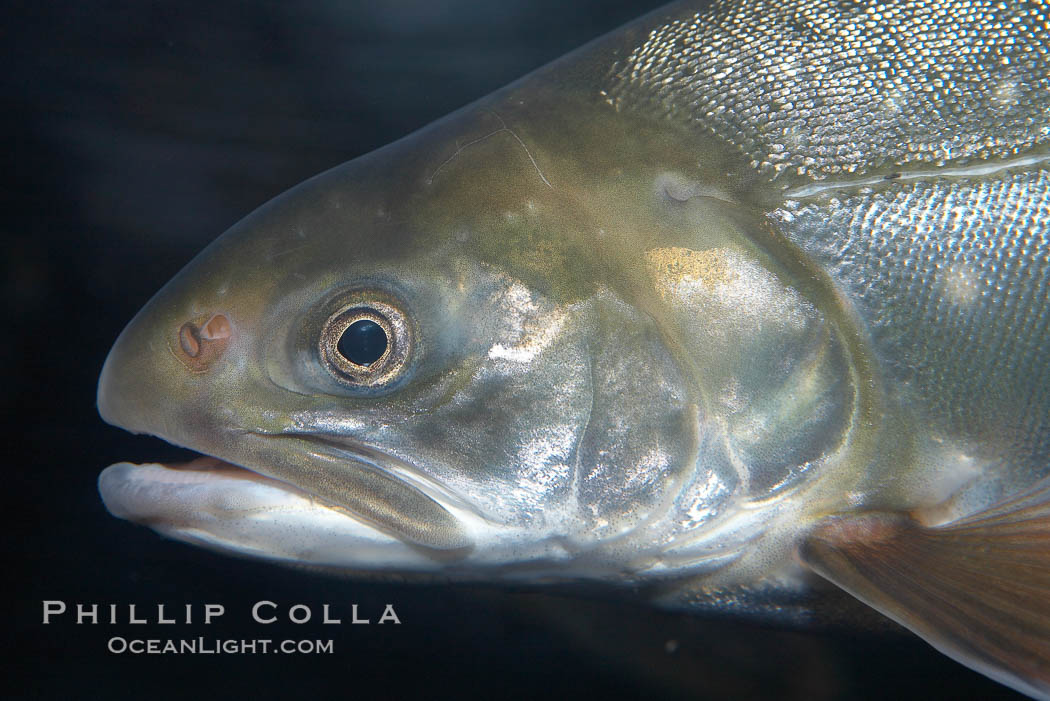 Dolly varden., Salvelinus malma, natural history stock photograph, photo id 19011