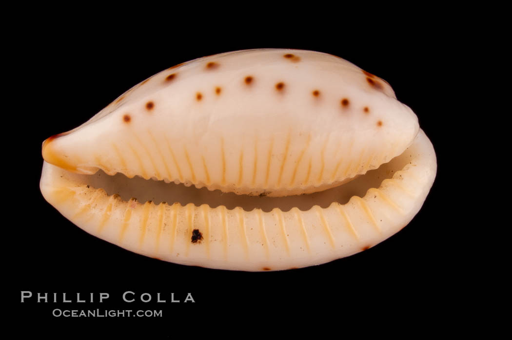 Dotted Cowrie., Cypraea punctata atomaria, natural history stock photograph, photo id 08066