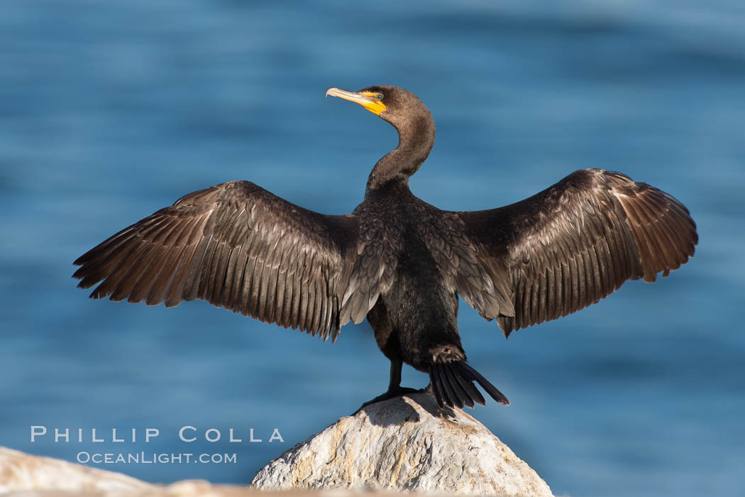Double-crested cormorant drys its wings in the sun following a morning of foraging in the ocean, La Jolla cliffs, near San Diego. California, USA, Phalacrocorax auritus, natural history stock photograph, photo id 26529