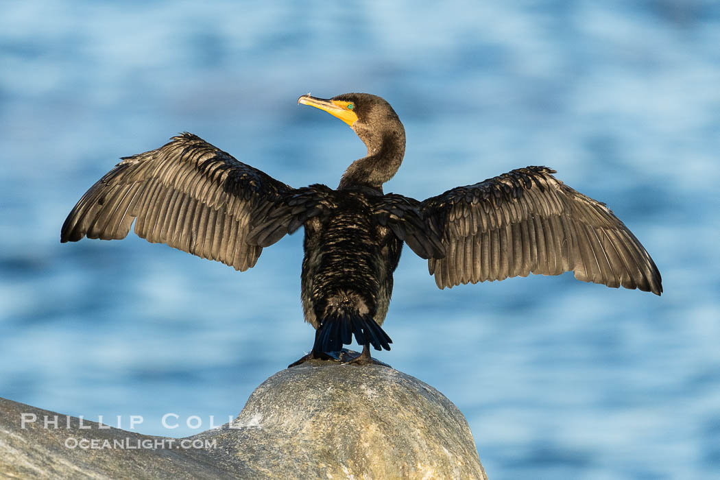 Double-crested cormorant drys its wings in the sun following a morning of foraging in the ocean, La Jolla cliffs, near San Diego. California, USA, Phalacrocorax auritus, natural history stock photograph, photo id 40156