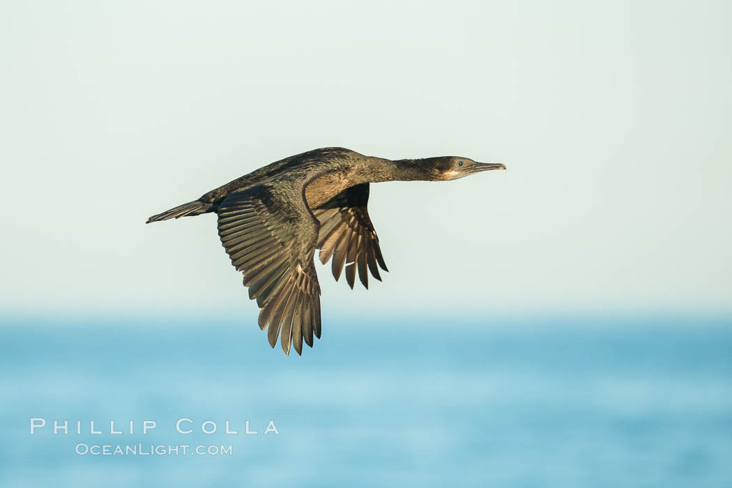 Brandt's cormorant cormorant in flight. La Jolla, California, USA, Phalacrocorax penicillatus, natural history stock photograph, photo id 30306