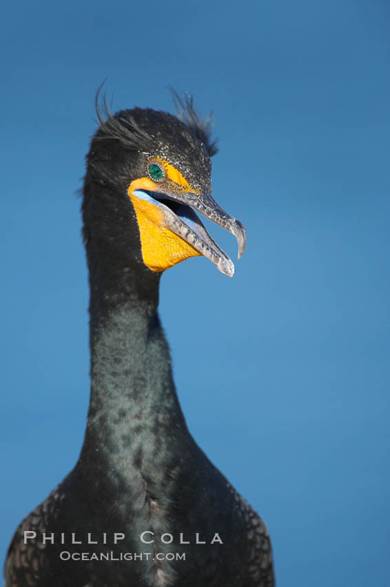 Double-crested cormorant portrait. La Jolla, California, USA, Phalacrocorax auritus, natural history stock photograph, photo id 18458