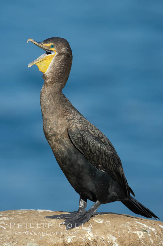 Double-crested cormorant. La Jolla, California, USA, Phalacrocorax auritus, natural history stock photograph, photo id 20170
