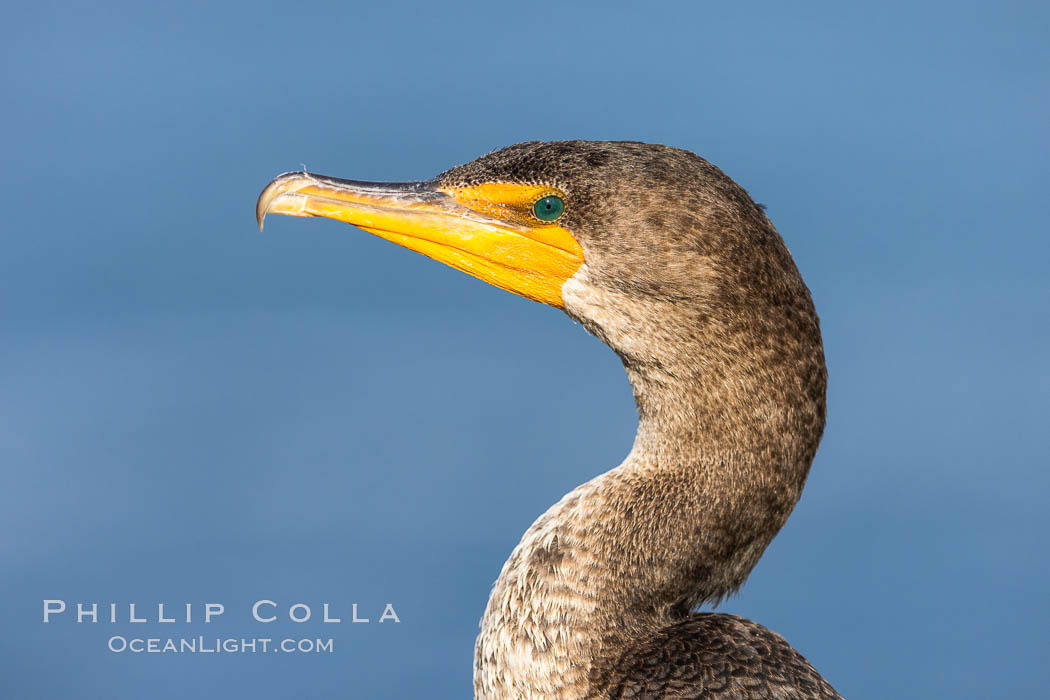 Double-crested cormorant, La Jolla, California, USA., Phalacrocorax auritus, natural history stock photograph, photo id 36774