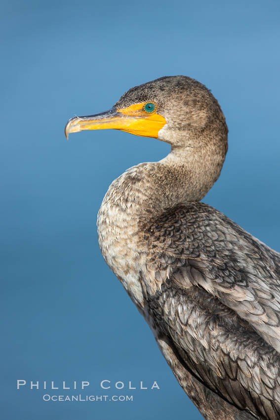 Double-crested cormorant, La Jolla, California, USA., Phalacrocorax auritus, natural history stock photograph, photo id 36773