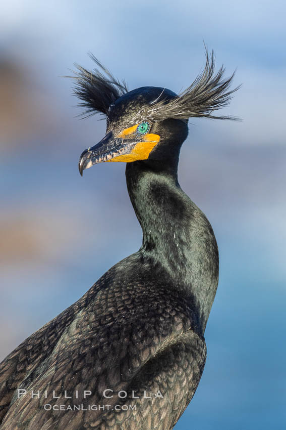 Double-crested cormorant nuptial crests, tufts of feathers on each side of the head, plumage associated with courtship and mating. La Jolla, California, USA, Phalacrocorax auritus, natural history stock photograph, photo id 36848