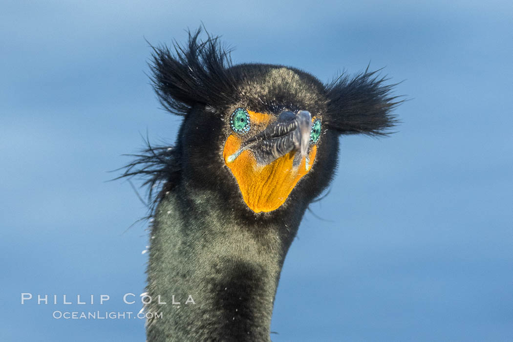 Double-crested cormorant nuptial crests, tufts of feathers on each side of the head, plumage associated with courtship and mating. La Jolla, California, USA, Phalacrocorax auritus, natural history stock photograph, photo id 36880