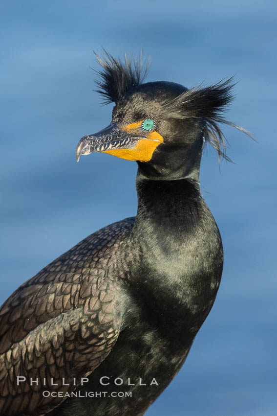 Double-crested cormorant nuptial crests, tufts of feathers on each side of the head, plumage associated with courtship and mating. La Jolla, California, USA, Phalacrocorax auritus, natural history stock photograph, photo id 36879
