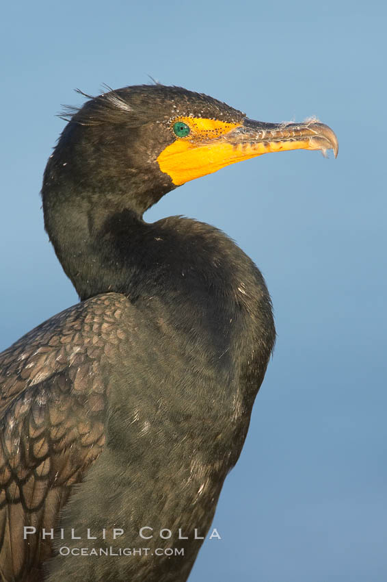 Double-crested cormorant. La Jolla, California, USA, Phalacrocorax auritus, natural history stock photograph, photo id 18358