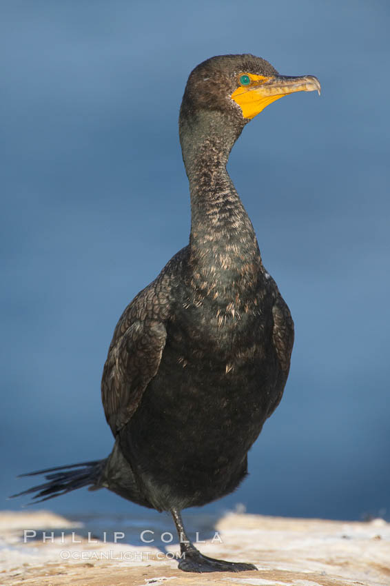 Double-crested cormorant, adult nonbreeding. La Jolla, California, USA, Phalacrocorax auritus, natural history stock photograph, photo id 18140