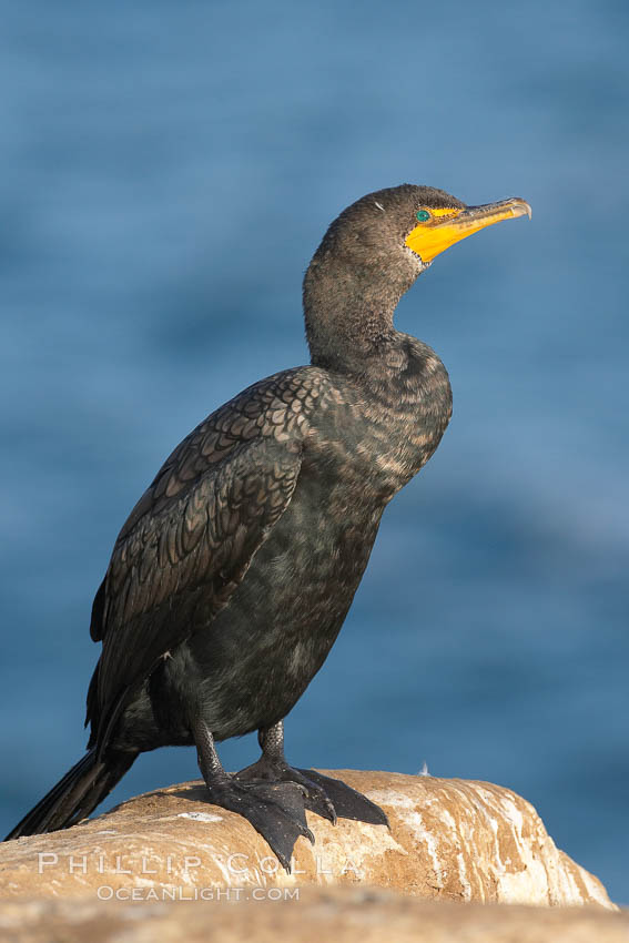 Double-crested cormorant. La Jolla, California, USA, Phalacrocorax auritus, natural history stock photograph, photo id 18360