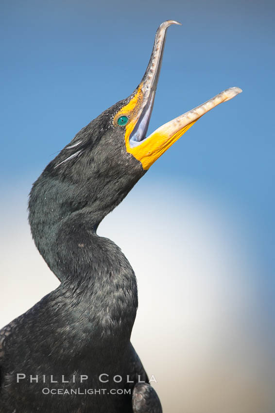 Double-crested cormorant, raised head and open mouth. La Jolla, California, USA, Phalacrocorax auritus, natural history stock photograph, photo id 18452