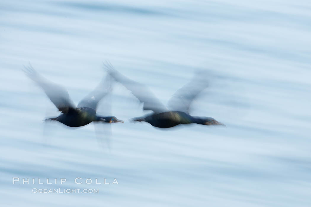 Double-crested cormorants in flight at sunrise, long exposure produces a blurred motion. La Jolla, California, USA, Phalacrocorax auritus, natural history stock photograph, photo id 15283
