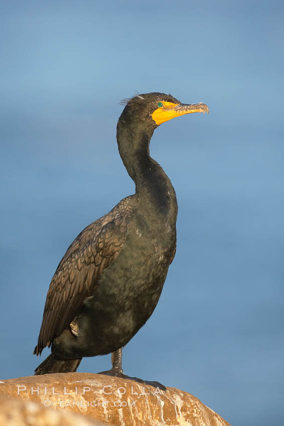 Double-crested cormorant. La Jolla, California, USA, Phalacrocorax auritus, natural history stock photograph, photo id 18359