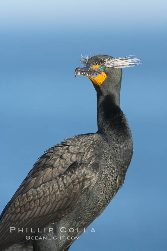 Double-crested cormorant, breeding plumage showing tufts. La Jolla, California, USA, Phalacrocorax auritus, natural history stock photograph, photo id 15785