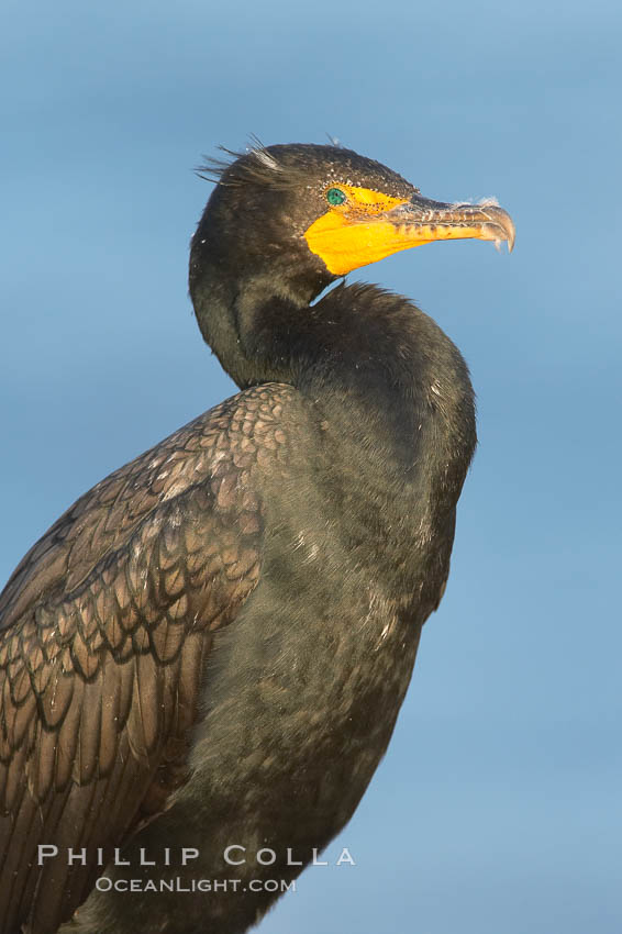 Double-crested cormorant. La Jolla, California, USA, Phalacrocorax auritus, natural history stock photograph, photo id 18361