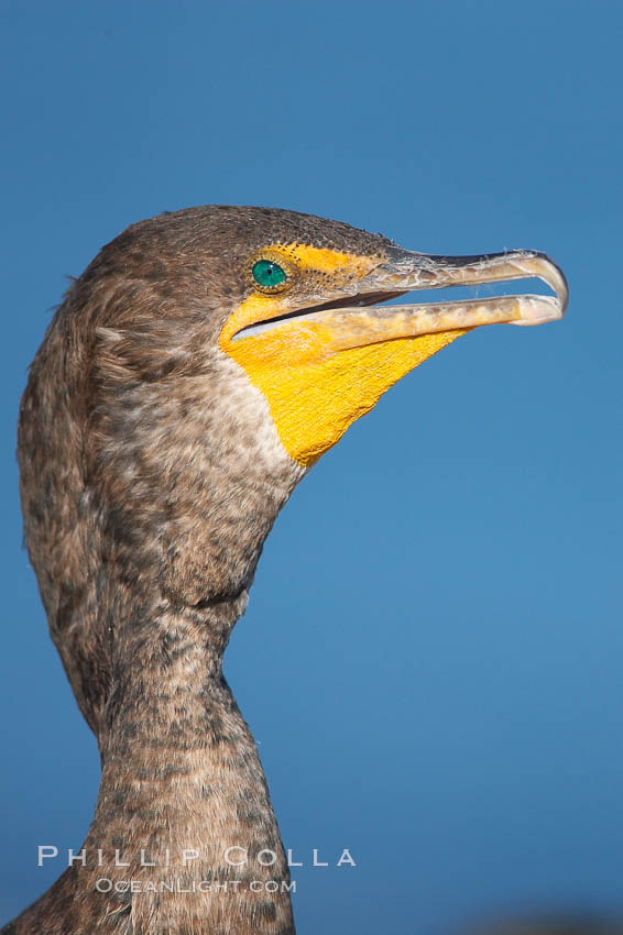 Double-crested cormorant portrait. La Jolla, California, USA, Phalacrocorax auritus, natural history stock photograph, photo id 18453