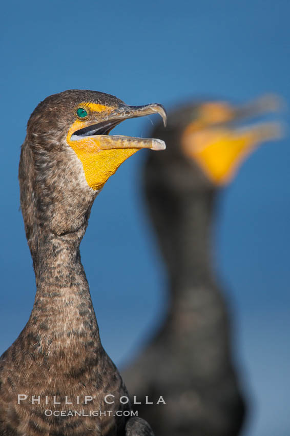 Double-crested cormorants, portrait. La Jolla, California, USA, Phalacrocorax auritus, natural history stock photograph, photo id 18460