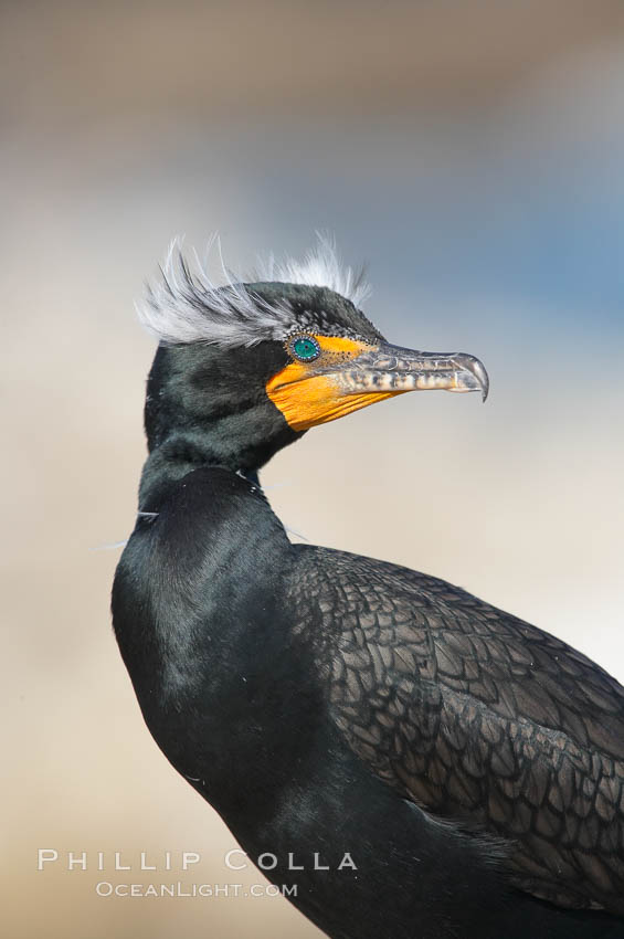 Double-crested cormorant (Phalacrocorax auritus), mating plumage. La Jolla, California, USA, Phalacrocorax auritus, natural history stock photograph, photo id 18548