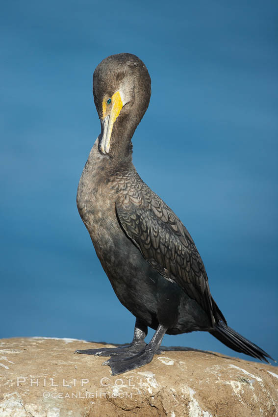 Double-crested cormorant. La Jolla, California, USA, Phalacrocorax auritus, natural history stock photograph, photo id 20176