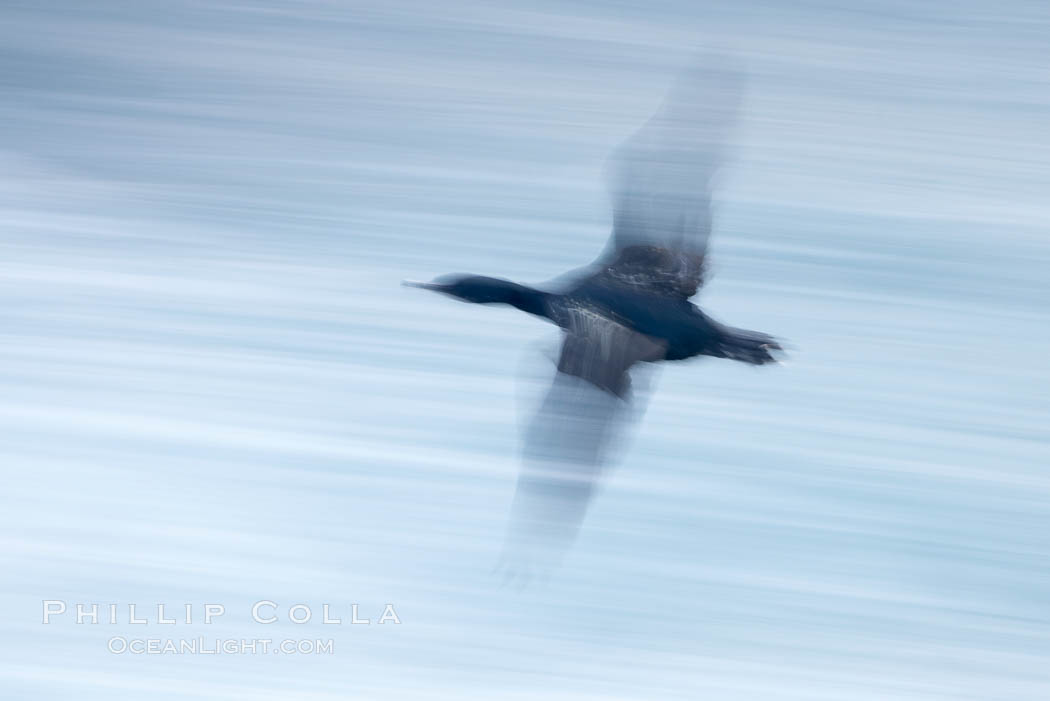 Double-crested cormorants in flight at sunrise, long exposure produces a blurred motion. La Jolla, California, USA, Phalacrocorax auritus, natural history stock photograph, photo id 20460