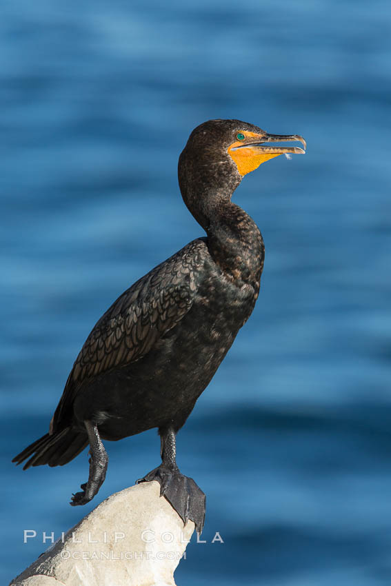 Double-crested cormorant. La Jolla, California, USA, Phalacrocorax auritus, natural history stock photograph, photo id 28996