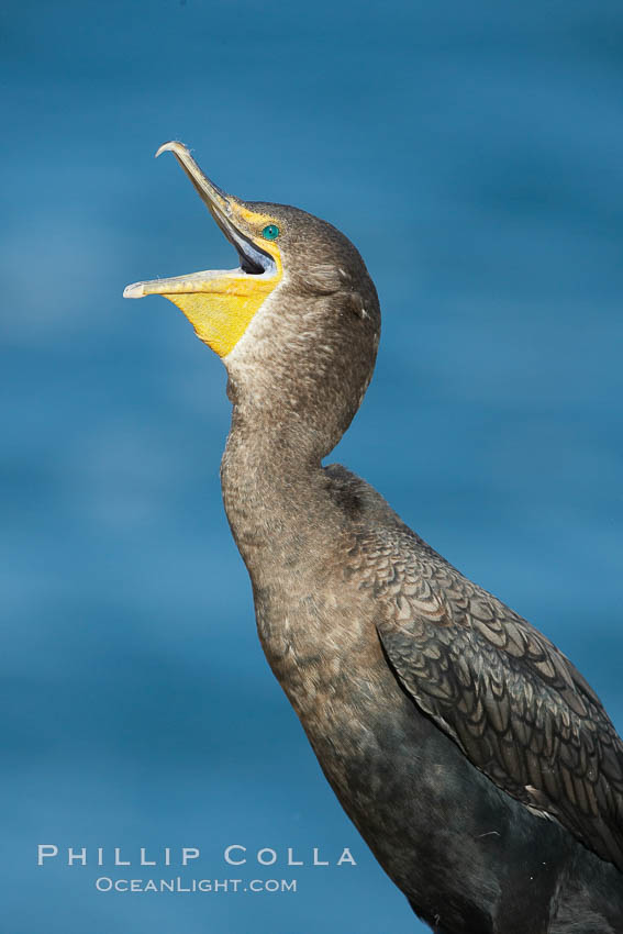 Double-crested cormorant. La Jolla, California, USA, Phalacrocorax auritus, natural history stock photograph, photo id 20159