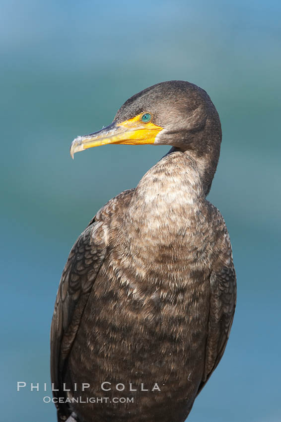 Double-crested cormorant. La Jolla, California, USA, Phalacrocorax auritus, natural history stock photograph, photo id 20331