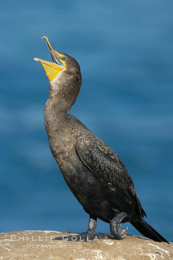 Double-crested cormorant. La Jolla, California, USA, Phalacrocorax auritus, natural history stock photograph, photo id 20177