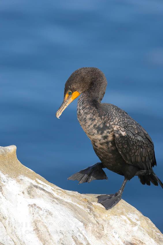 Double-crested cormorant, La Jolla cliffs, near San Diego. California, USA, Phalacrocorax auritus, natural history stock photograph, photo id 15074