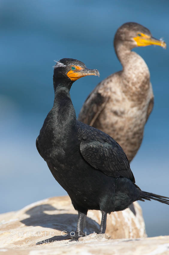 Double-crested cormorant, La Jolla cliffs, near San Diego. California, USA, Phalacrocorax auritus, natural history stock photograph, photo id 15086