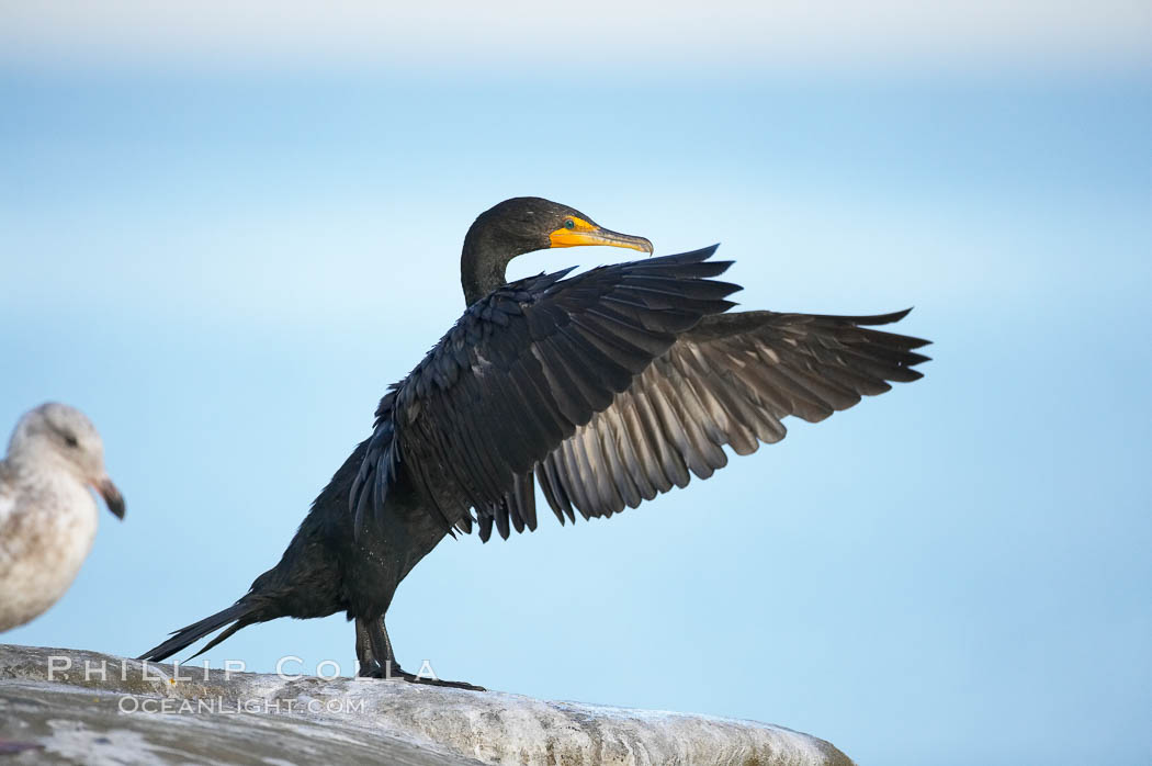 Double-crested cormorant drys its wings in the sun following a morning of foraging in the ocean, La Jolla cliffs, near San Diego. California, USA, Phalacrocorax auritus, natural history stock photograph, photo id 15076