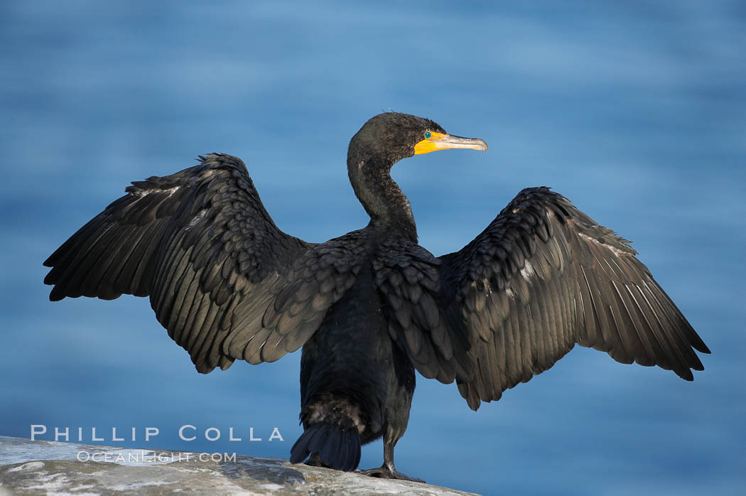 Double-crested cormorant drys its wings in the sun following a morning of foraging in the ocean, La Jolla cliffs, near San Diego. California, USA, Phalacrocorax auritus, natural history stock photograph, photo id 15080