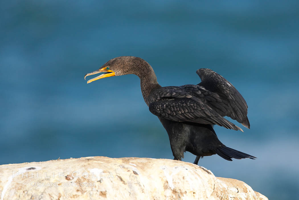 Double-crested cormorant, La Jolla cliffs, near San Diego. California, USA, Phalacrocorax auritus, natural history stock photograph, photo id 15096