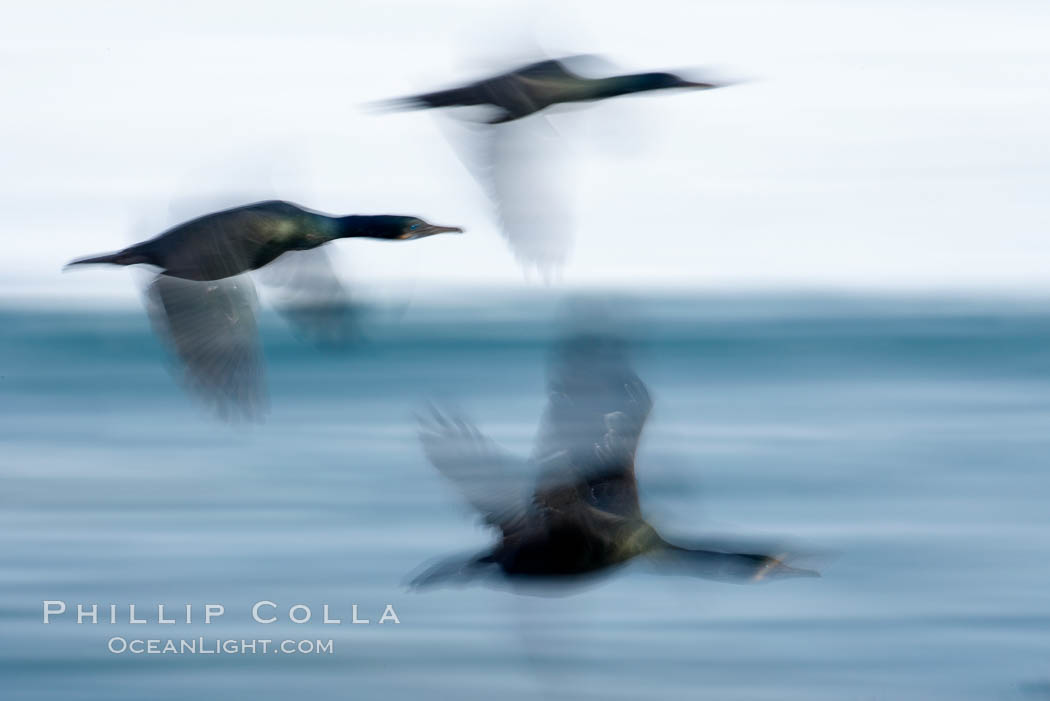 Double-crested cormorants in flight at sunrise, long exposure produces a blurred motion. La Jolla, California, USA, Phalacrocorax auritus, natural history stock photograph, photo id 15280