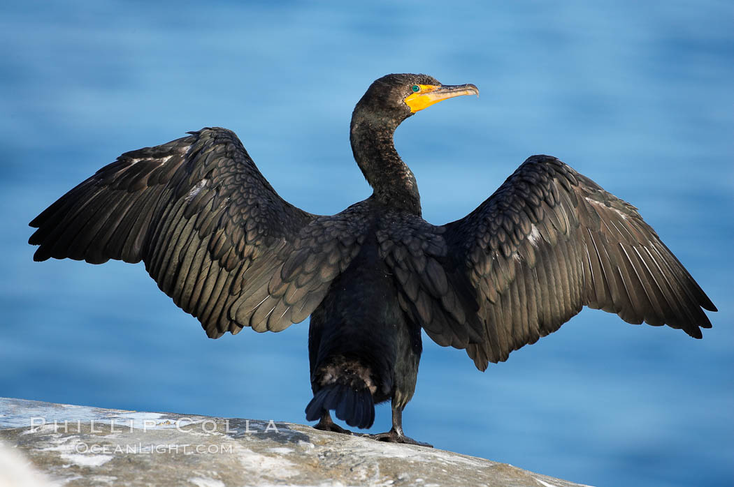 Double-crested cormorant drys its wings in the sun following a morning of foraging in the ocean, La Jolla cliffs, near San Diego. California, USA, Phalacrocorax auritus, natural history stock photograph, photo id 15071