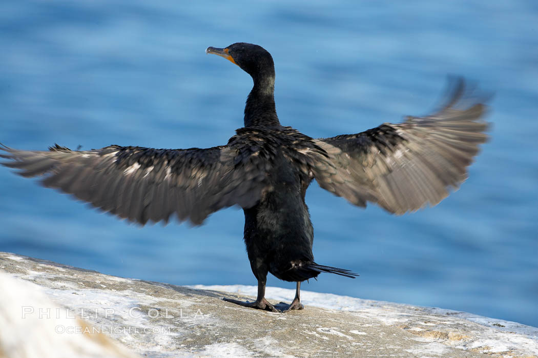 Double-crested cormorant drys its wings in the sun following a morning of foraging in the ocean, La Jolla cliffs, near San Diego. California, USA, Phalacrocorax auritus, natural history stock photograph, photo id 15079